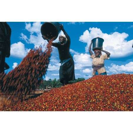 Nativo - Coffee Bean 1kg Goppion Caffe Goppion caffe - 1
