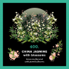 400.China Jasmine With Bloosom(250g) PIAG The Fresh Tea Piag the fresh Tea - 1
