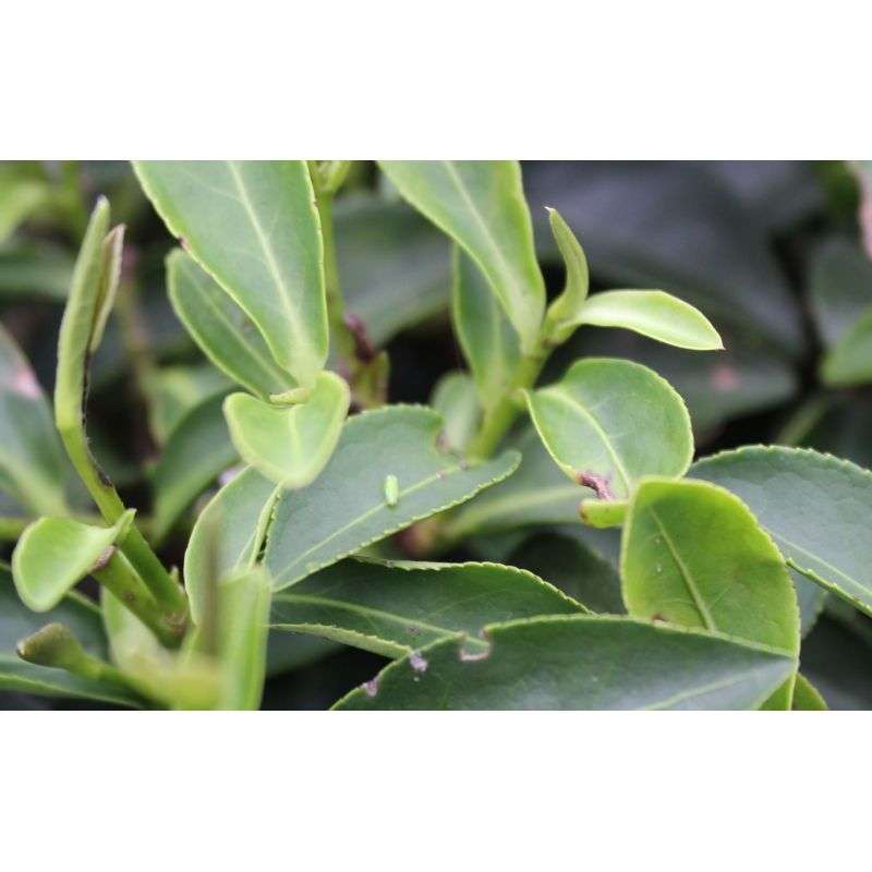 110.Black Honey Piag Tea- 10 g sample ( torebka) Piag the fresh Tea - 1