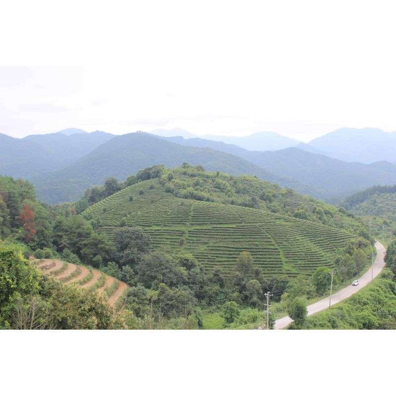 110.Black Honey Piag Tea- 10 g sample ( torebka) Piag the fresh Tea - 2