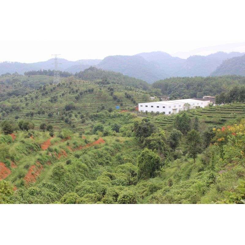 110.Black Honey Piag Tea- 10 g sample ( torebka) Piag the fresh Tea - 3