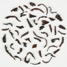 107.African Paradise Piag Tea- Herbata czarna z serca Afryki 10 g sample ( torebka) Piag the fresh Tea - 1