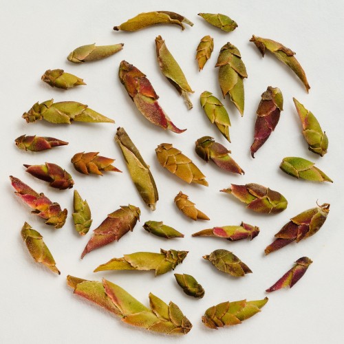 500.Dragon Taill Piag Tea- Biała herbata "dzika" z Wietnamu 50 g puszka - zdjęcie 2